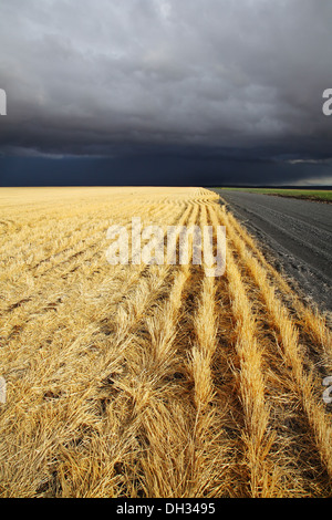 Il tuono-storm in Montana inizia Foto Stock