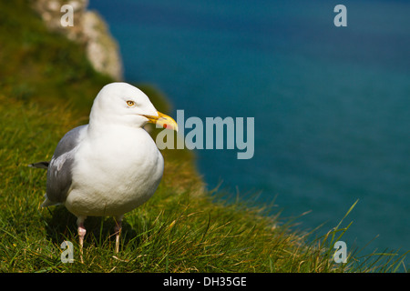 Aringa europea gabbiano (Larus argentatus) Foto Stock