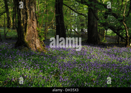 Bluebell, Hyacinthoides non scripta. Lough Key Forest Park, bosco con bluebells. L'Irlanda, nella contea di Roscommon, Boyle, Foto Stock
