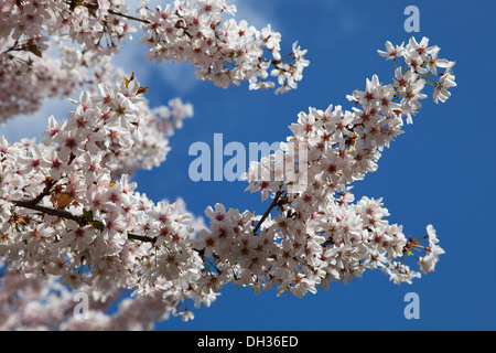 Melo, Malus domestica. Rami con ammassato, fiori bianchi contro il cielo blu. Inghilterra, West Sussex, Chichester. Foto Stock