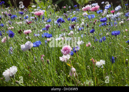 Fiordaliso Centaurea cyanus. Prato misto di fiori selvatici compresi bianco rosa e blu cornflowers. Inghilterra West Sussex Foto Stock