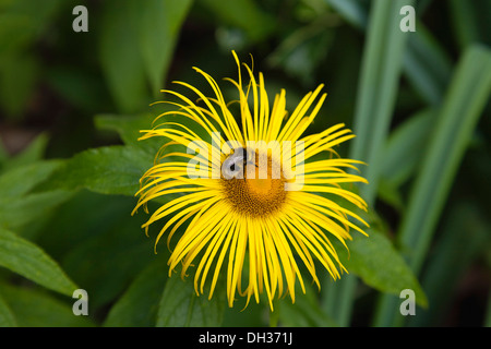 Inula. Bumble Bee su fiore giallo di Inula Hookeri. Inghilterra, West Sussex, Chichester. Foto Stock