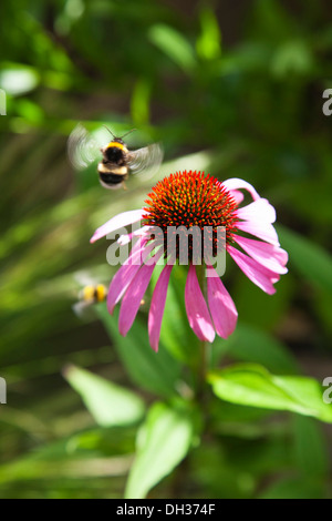 Coneflower, Echinacea purpurea. Le api di Purple coneflower con ali di sfocatura di movimento. Inghilterra, West Sussex, Chichester, Foto Stock