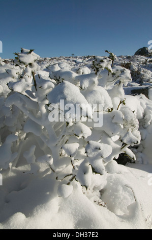 Haytor nella neve, Parco Nazionale di Dartmoor, Devon, Gran Bretagna. Foto Stock