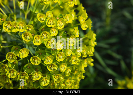Di euforbia Euphorbia characias wulfenii. Chiudere ritagliato grande testa arrotondata del piccolo giallo verdolino fiori svoltasi in seno a coppa Foto Stock
