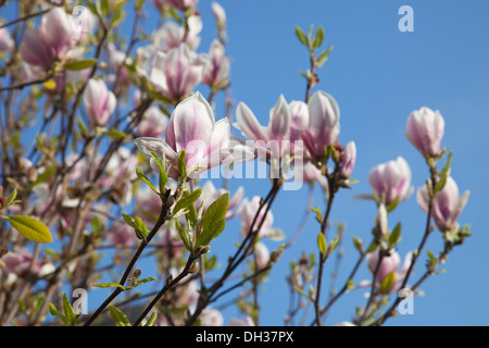 Magnolia soulangeana. Close up tulip simile a fiori bianco lavato rosa alla base contro il cielo blu. Foto Stock