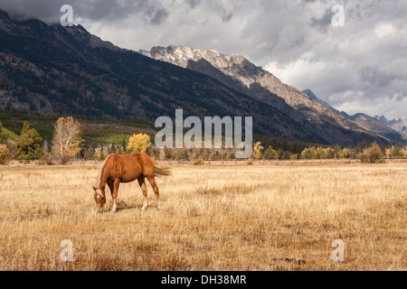 Cavallo al pascolo, con Grand Teton mountain range in background, Wyoming USA Foto Stock