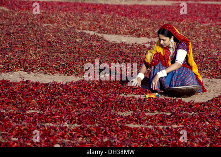 Rajasthani indiano lavora una donna essiccazione peperoncino rosso Jodhpur Rajasthan India Signor#786 Foto Stock