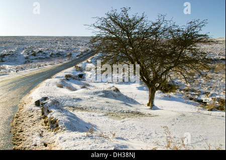 Uno scheletro di albero si trova accanto a una strada brughiera nella neve pesante, vicino Postbridge, Parco Nazionale di Dartmoor, Devon, Gran Bretagna. Foto Stock