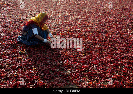 Rajasthani indiano lavora una donna essiccazione peperoncino rosso Jodhpur Rajasthan India Signor#786 Foto Stock