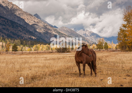 Cavallo, con Grand Teton mountain range in background, Wyoming USA Foto Stock