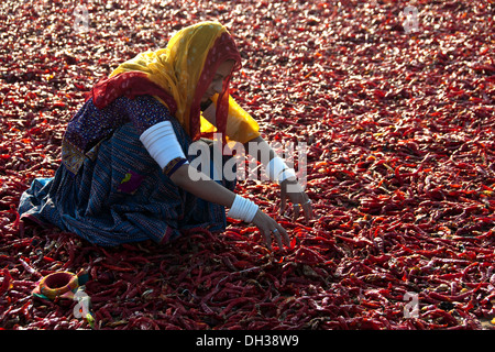 Rajasthani indiano lavora una donna essiccazione peperoncino rosso Jodhpur Rajasthan India Signor#786 Foto Stock