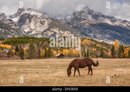 Cavallo al pascolo, con Grand Teton mountain range in background, Wyoming USA Foto Stock