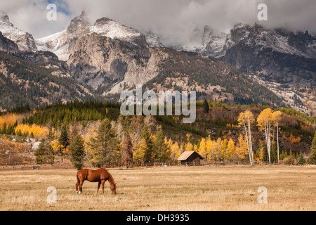 Pascolo cavalli di castagno, con Grand Teton mountain range in background, Wyoming USA Foto Stock