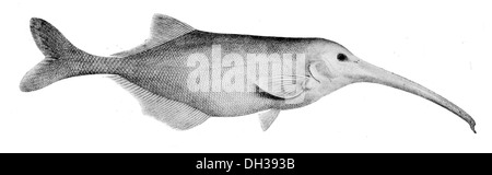 Campylomormyrus numenius Boulenger, una specie di elefanti che si trova in habitat di acqua dolce in tutta l'Africa centrale e occidentale. Noto per la sua lunga struttura allungata e il caratteristico muso simile a quello del tronco, utilizza campi elettrici per la comunicazione e la navigazione nelle acque torbide. Foto Stock