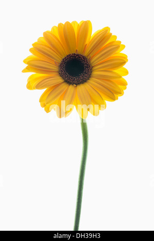 Gerbera. Studio shot del fiore singolo stelo disposto e fotografati su lightbox. Foto Stock