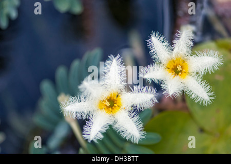 Fiocco di neve con acqua due fiori bianchi con centri di colore giallo e bordi feathery ai petali. Foglie di acqua Gigante impianto sensibili Foto Stock