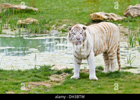 Tigre bianca del Bengala (Panthera tigris tigris) Foto Stock