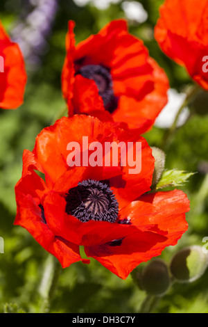 Oriental Papavero (Papaver orientale) Foto Stock