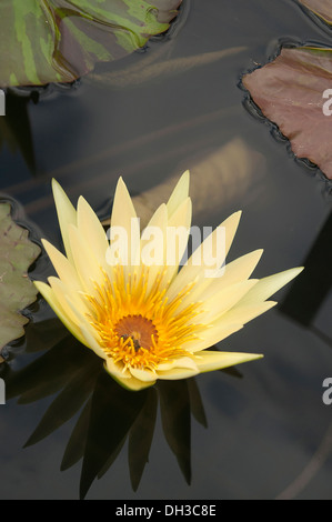 Ninfee, ninfei St. Louis oro. Unico fiore giallo riflessa nel buio, ancora l'acqua. Foto Stock