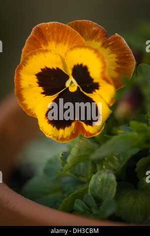 Pansy, Viola x wittrockiana. Fiore di colore giallo intenso con bordi in marrone rossiccio e con nero al centro. Foto Stock