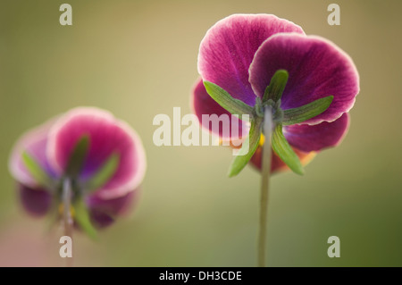 Pansy, Viola x wittrockiana. Due fiori visto da dietro con uno leggermente in avanti rispetto all'altro. Foto Stock