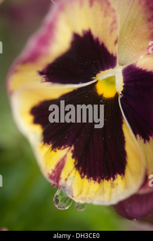 Pansy Viola x wittrockiana. Chiudi vista ritagliata del singolo fiore con crema e viola refilato petali e nero al centro con Foto Stock