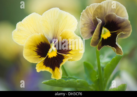 Pansy, Viola x wittrockiana. Due fiori in tenui colori di giallo e marrone con nero e giallo al centro. Foto Stock