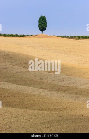 Lonesome Cipresso sulla sommità di una collina vicino a Montalcino, Toscana, Italia centrale Foto Stock