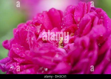 Rosa (Rosa) rose de resht Foto Stock