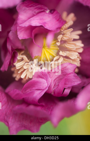 Il papavero Papaver somniferum. Chiudi vista ritagliata del singolo fiore con petali di oscurare parzialmente lo sviluppo di seme head circondato da Foto Stock