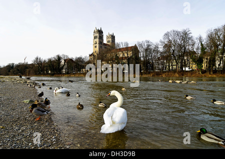 Cigni e anatre sul fiume Isar, di fronte a San Massimiliano Chiesa, Monaco di Baviera, Baviera, Baviera, Germania Foto Stock