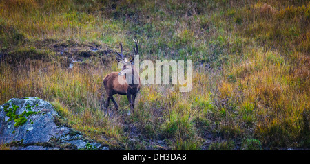 Feste di addio al celibato al Galloway Forest Park durante l'autunno solchi stagione Foto Stock