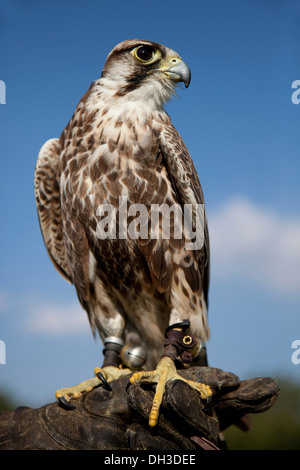 Saker Falcon (Falco cherrug), maschio, appollaiato un falconer guanto Foto Stock