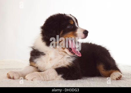 Giacente pastore australiano cucciolo, Germania Foto Stock
