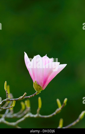 Blossom, tulip magnolia (Magnolia soulangeana x), Amabilis varietà Foto Stock