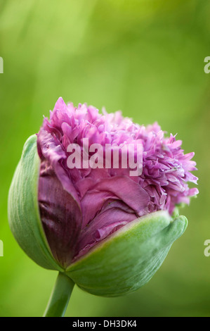 Semi di papavero, Papaver somniferum. Chiudi vista ritagliata della sgualciti, increspato petali di popy emergente dalla protezione sepali di colore verde. Foto Stock