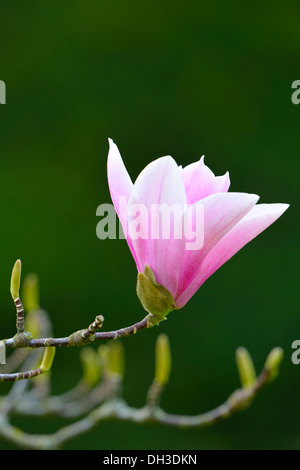 Blossom, tulip magnolia (Magnolia soulangeana x), Amabilis varietà Foto Stock