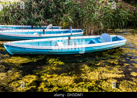 Barche a remi ormeggiate su un alghe infestati entrata a Llangors Lake nel Parco Nazionale di Brecon Beacons, Galles Foto Stock