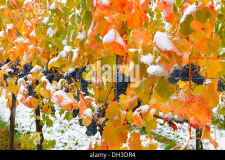 Coperte di neve vitigni, Dornfelder uve, in autunno, Korb-Steinreinach, regione viticola di Remstal, Baden-Wuerttemberg Foto Stock