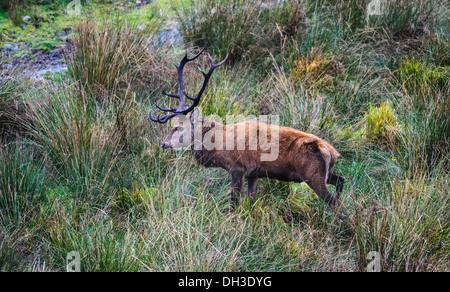 Feste di addio al celibato al Galloway Forest Park durante l'autunno solchi stagione Foto Stock