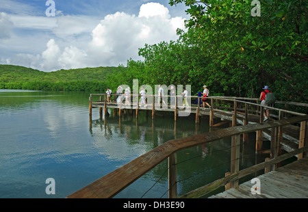 Gruppo di Tour su mangrovie laguna e dalla passeggiata sul lungomare di Las Cabezas de San Juan Riserva Naturale, Fajardo, Puerto Rico Foto Stock