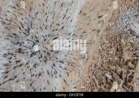 Gli anelli annuali in legno antico , il tessuto tagliato del tronco di albero Foto Stock