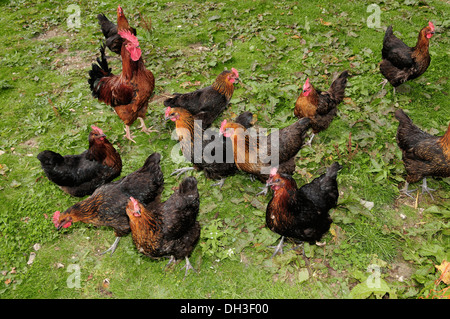 Free range polli biologici, REGNO UNITO Foto Stock
