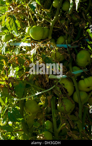 Pomodori verdi sulla coltivazione della vite in un urbano orto biologico a Chicago, Illinois, Stati Uniti d'America. Foto Stock