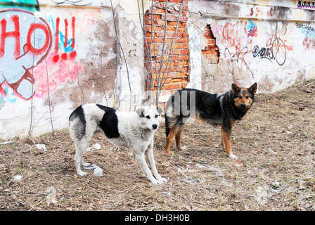 Due cani randagi in background di un muro con graffiti Foto Stock