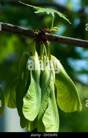 In primavera i semi di acero e un'unica foglia crescente da un ramo, Chicago, Illinois, Stati Uniti d'America. Foto Stock