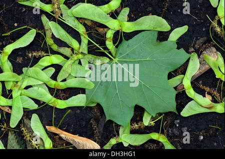 Caduto albero di Acero semi, foglie e altri detriti dopo una tempesta di primavera, Chicago, Illinois, Stati Uniti d'America. Foto Stock