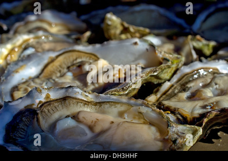 Manila vongole da Pacific Northwest Washington Foto Stock