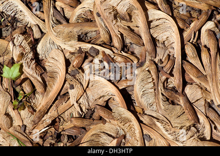 La fotografia macro di tempesta detriti sotto forma di caduta dei semi di acero, Chicago, Illinois, Stati Uniti d'America. Foto Stock